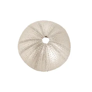 Champagne Gold Urchin Accent