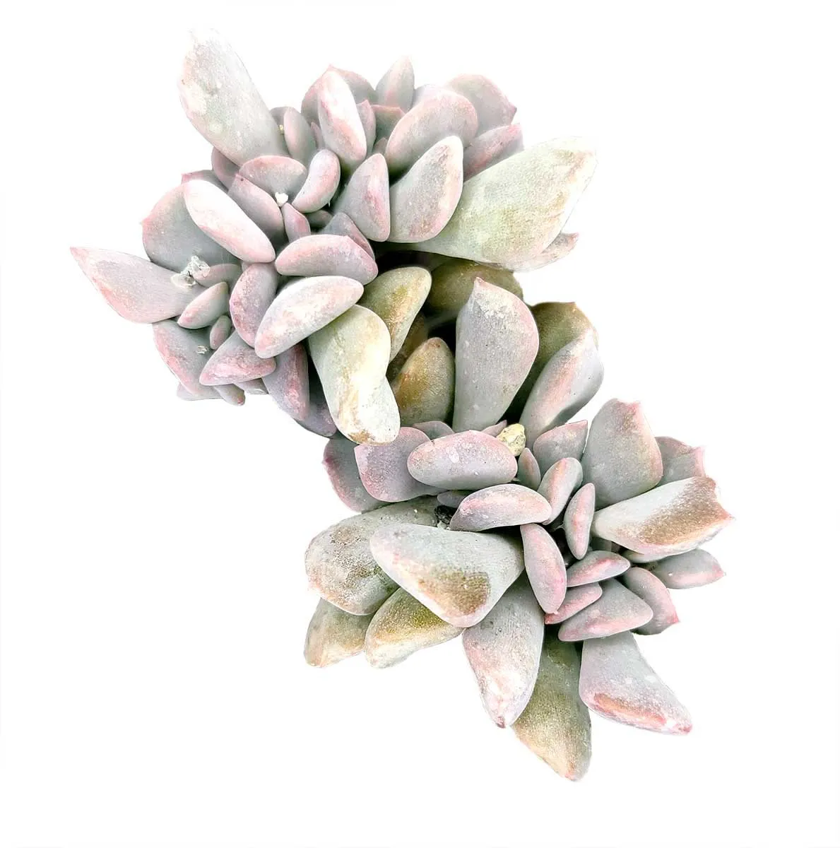 Crested Cubic Frost Echeveria