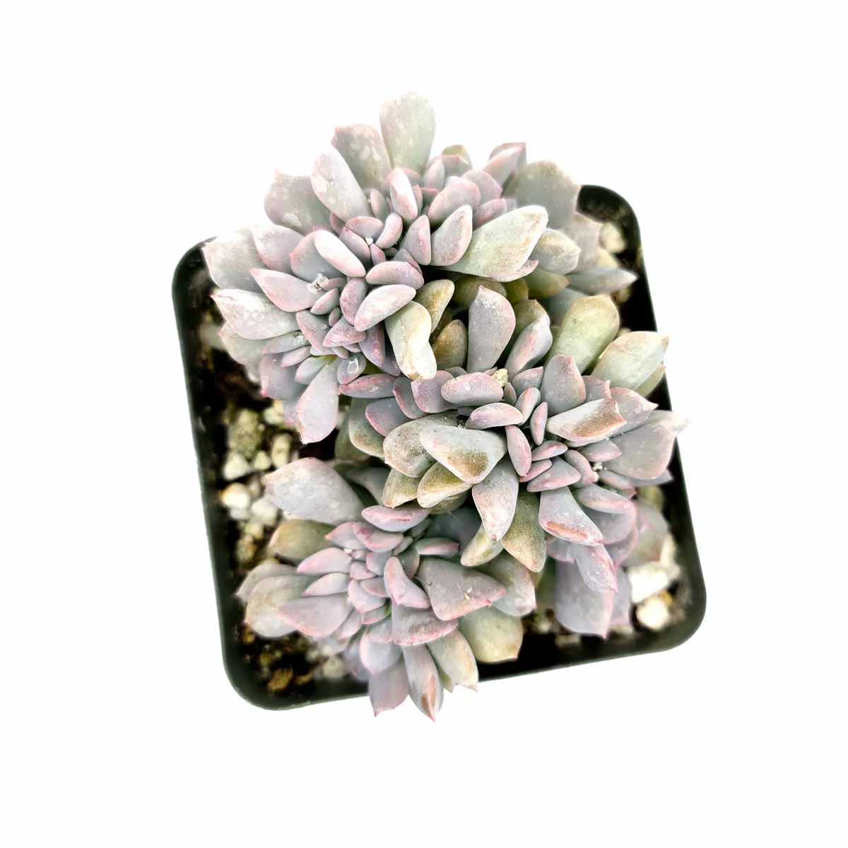 Crested Cubic Frost Echeveria