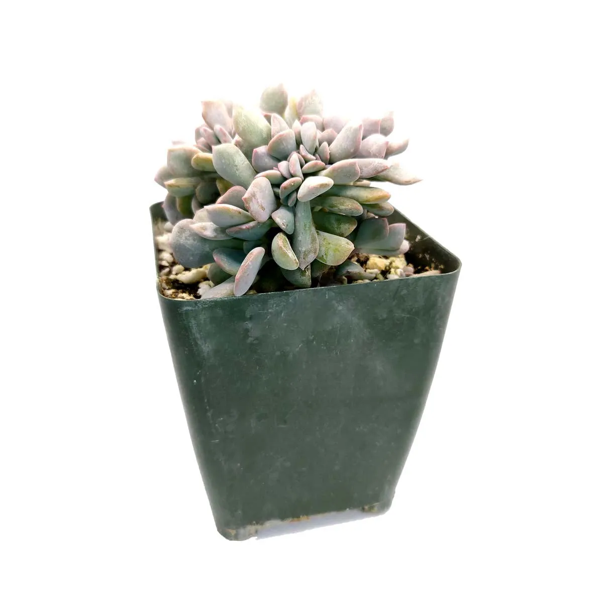 Crested Cubic Frost Echeveria