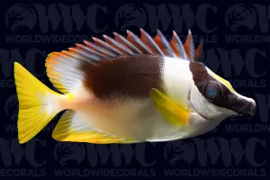 Magnificent Foxface Rabbitfish - South Asia