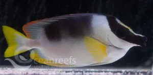 Magnificent Foxface Rabbitfish