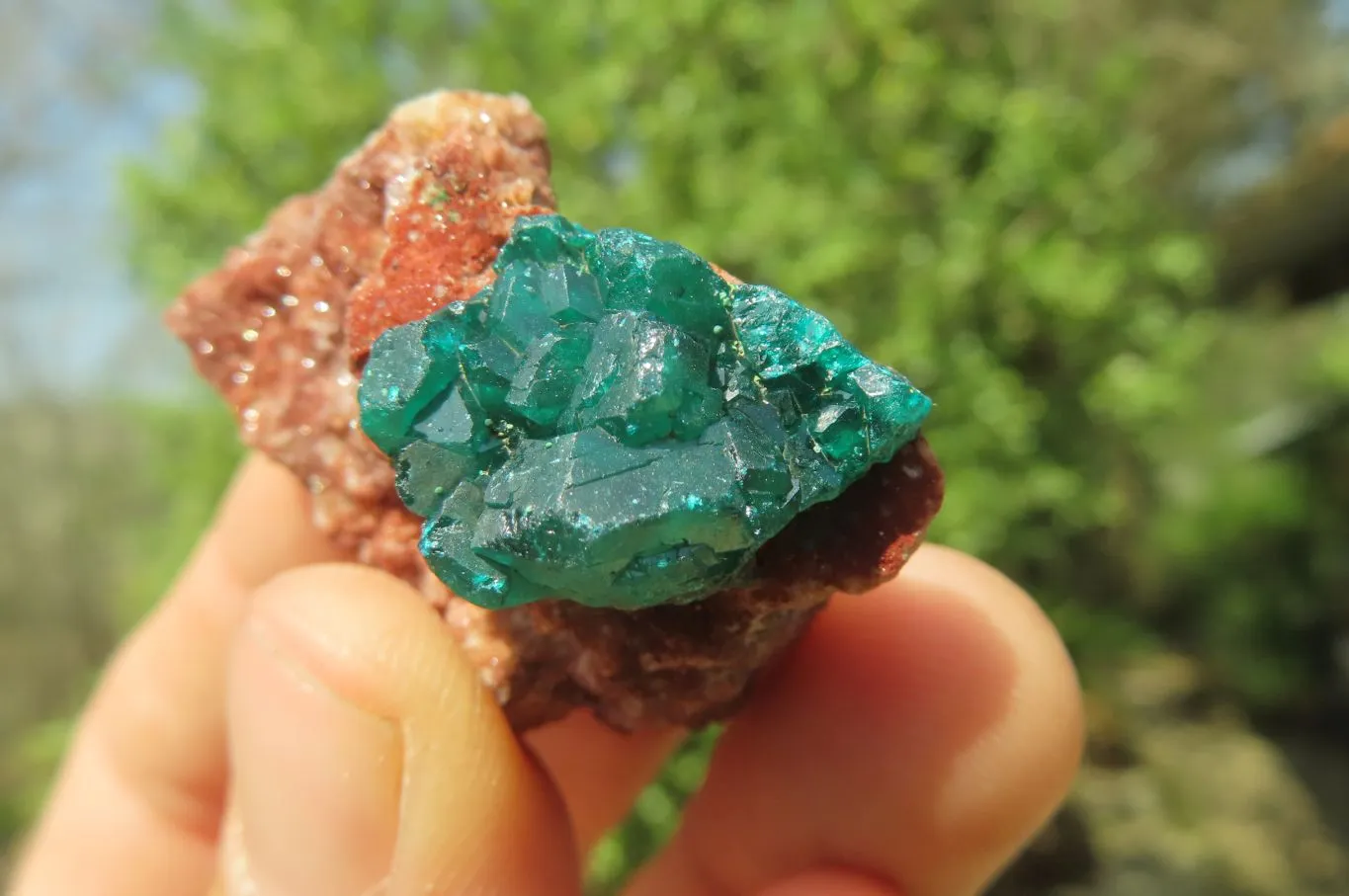 Natural Dioptase On Dolomite Specimens x 12 From Likasi, Congo