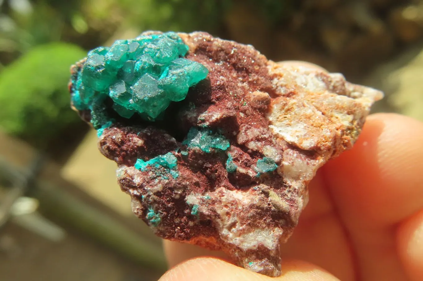 Natural Dioptase On Dolomite Specimens x 12 From Likasi, Congo