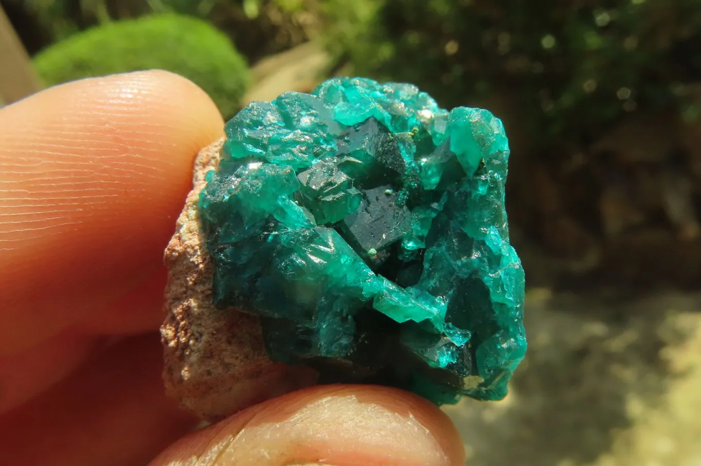 Natural Dioptase On Dolomite Specimens x 12 From Likasi, Congo