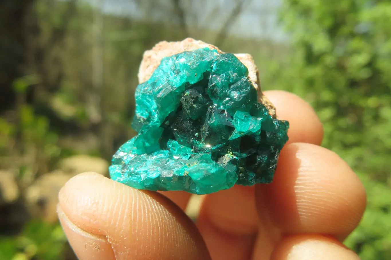 Natural Dioptase On Dolomite Specimens x 12 From Likasi, Congo