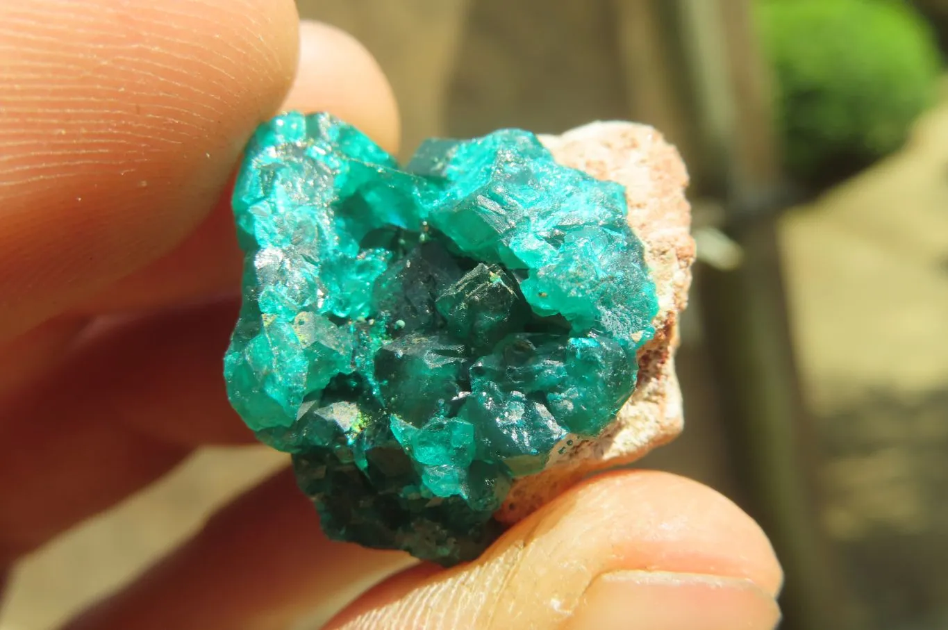 Natural Dioptase On Dolomite Specimens x 12 From Likasi, Congo