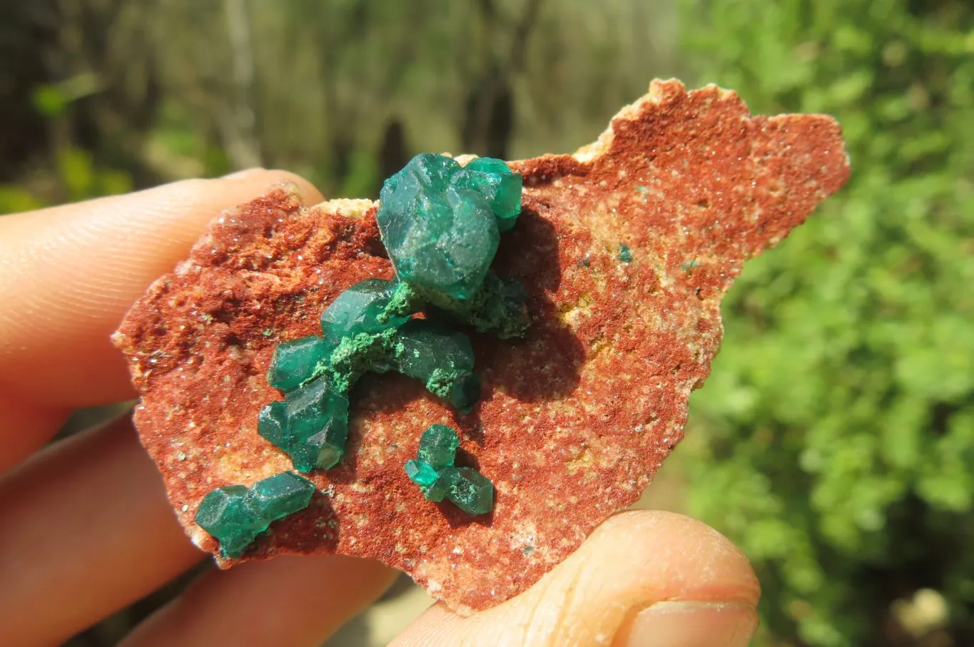 Natural Dioptase On Dolomite Specimens x 12 From Likasi, Congo