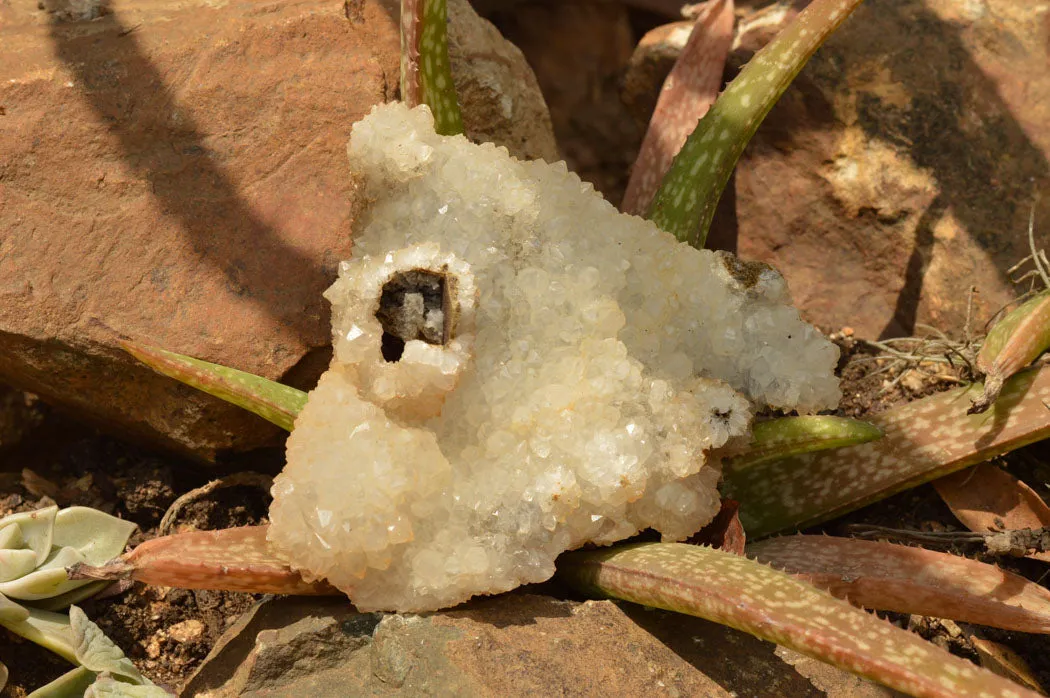 Natural Rare Mountain "Snow" Quartz Specimens x 15 From Alberts Mountain, Lesotho