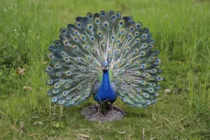 Peacock Statue