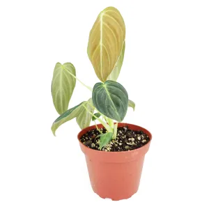 Philodendron Melanochrysum