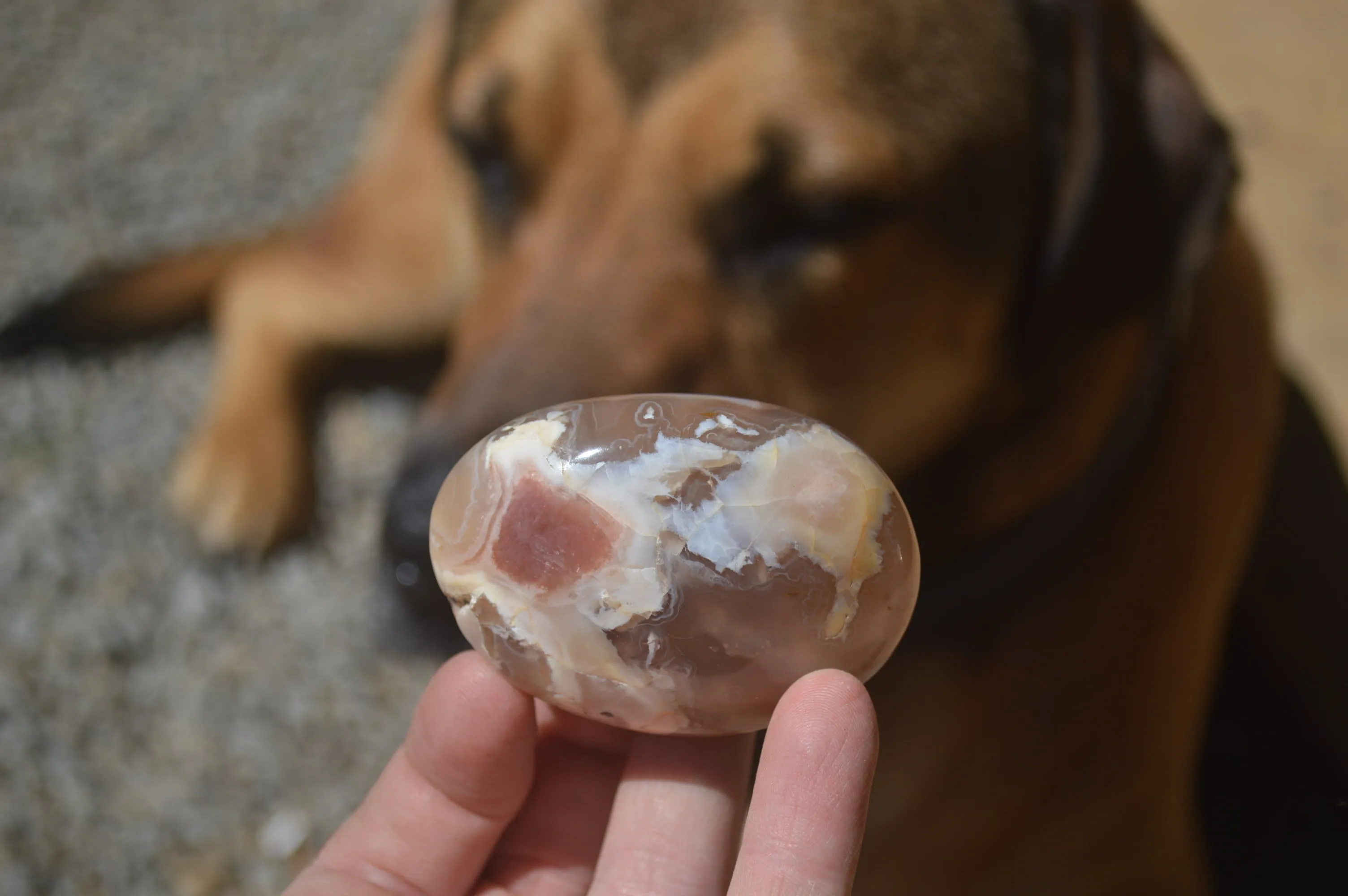 Polished Flower Agate Palm Stones x 12 From Antsahalova, Madagascar