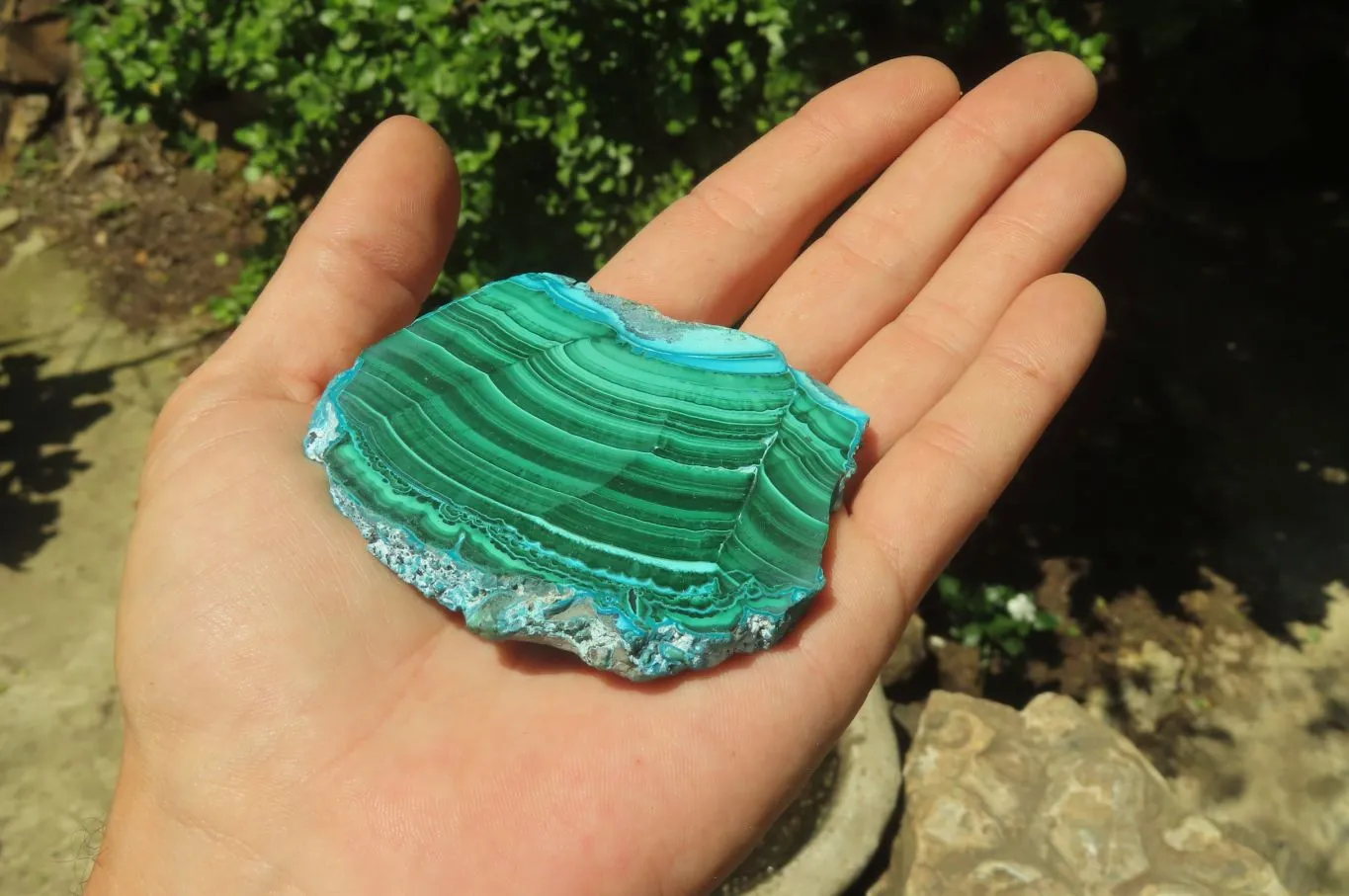 Polished Flower Banded Malacolla Slices x 12 From Kolwezi, Congo