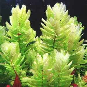 Rotala Tulunadensis (2 Stems / 1 POT)